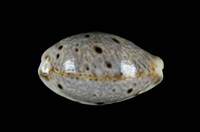 藏品(山貓寶螺)的圖片